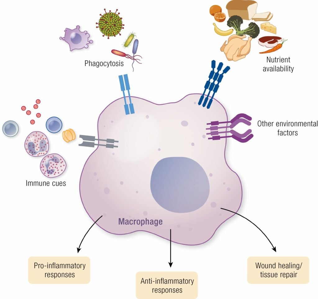Scientific illustration of macrophages or immune cells involved in tissue repair