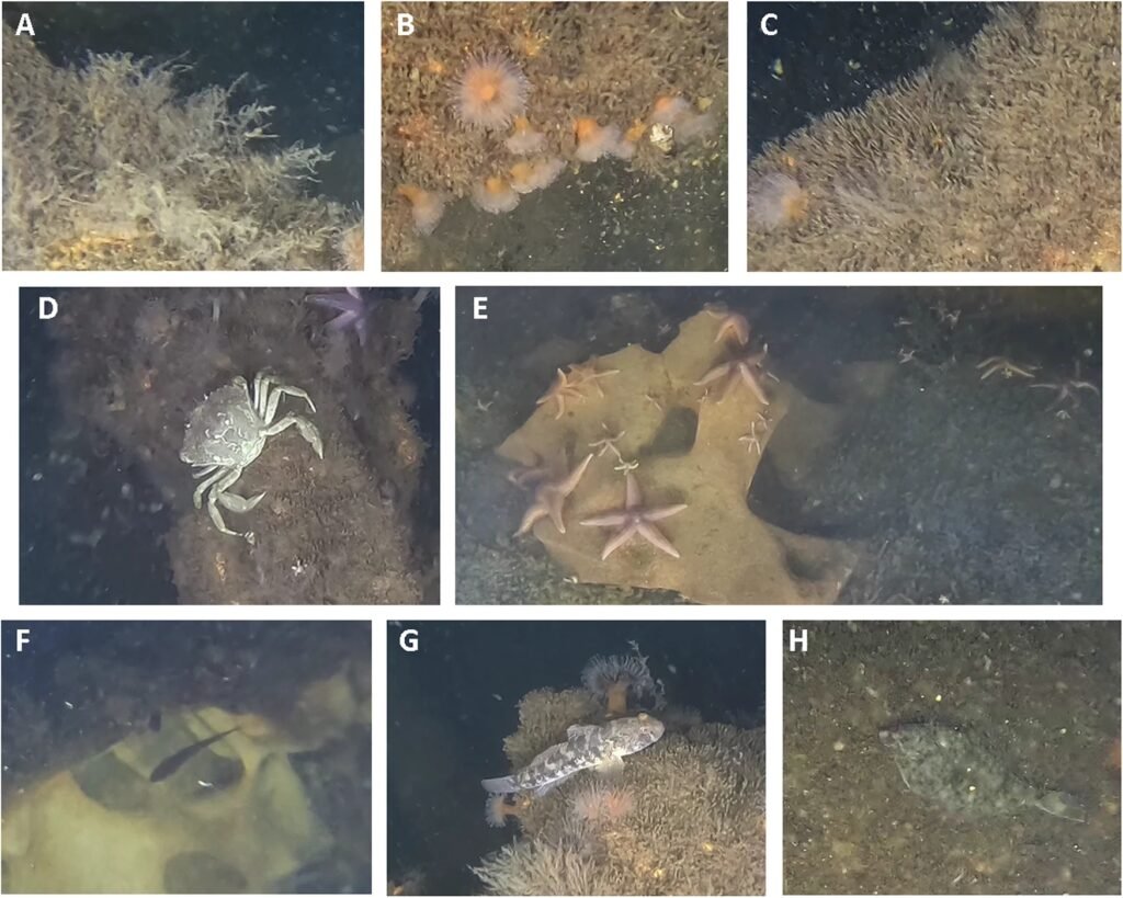Examples of the species identified from the ROV videos