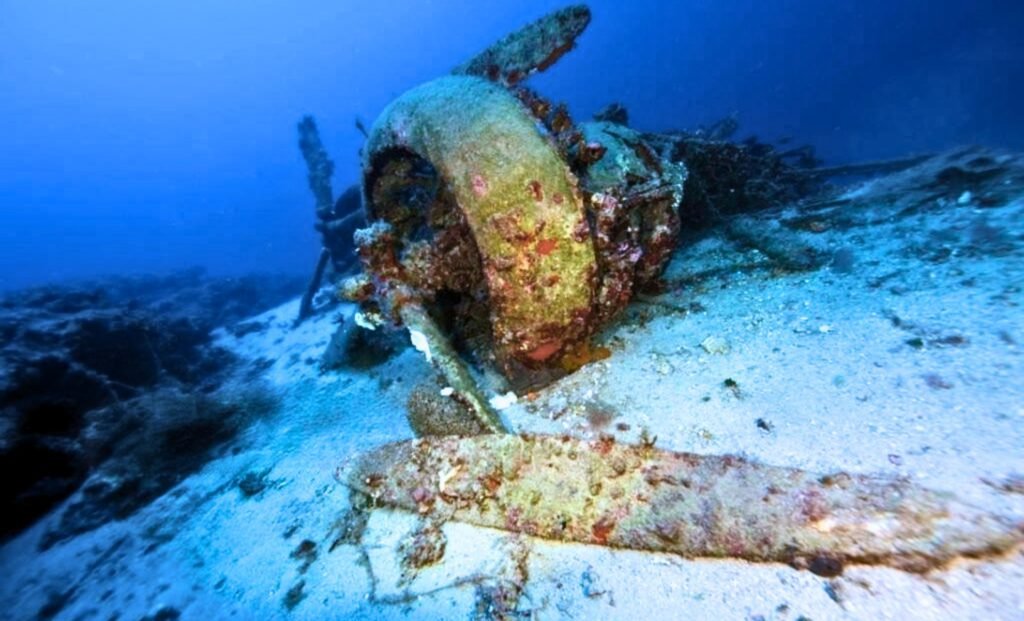 Leaking WWII Munitions on the Seafloor Are Hosting Marine Life