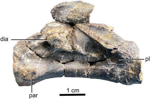Cervical vertebra referred to Labrujasuchus expectatus in left lateral view