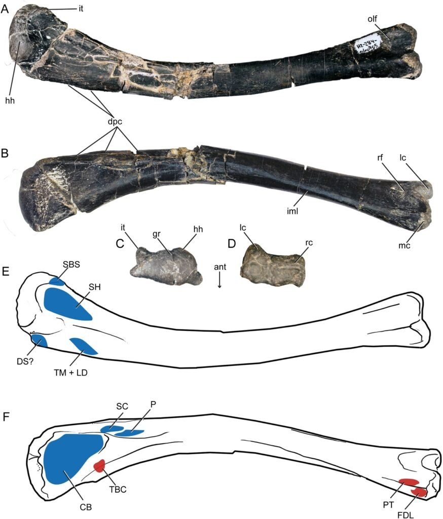 Left humerus of Labrujasuchus expectatus