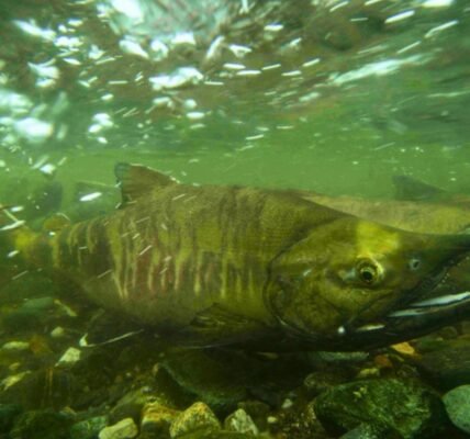 Salmon exposed to cocaine pollution swam 60% farther