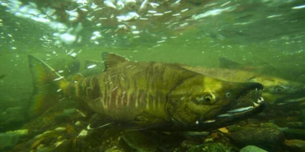 Salmon exposed to cocaine pollution swam 60% farther