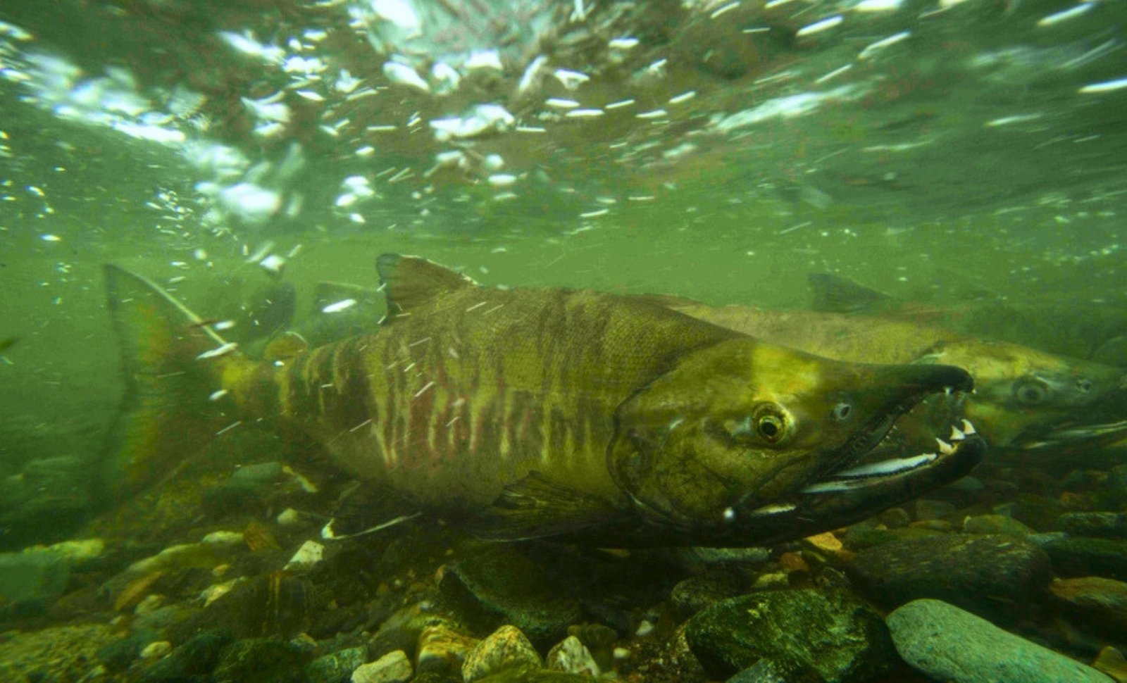 Salmon exposed to cocaine pollution swam 60% farther