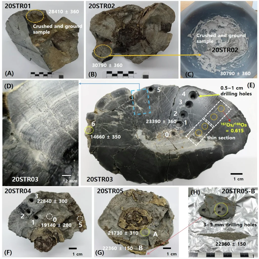Stromatolites from site STR in the Hapcheon impact crater (Jeokjung–Chogye Basin)