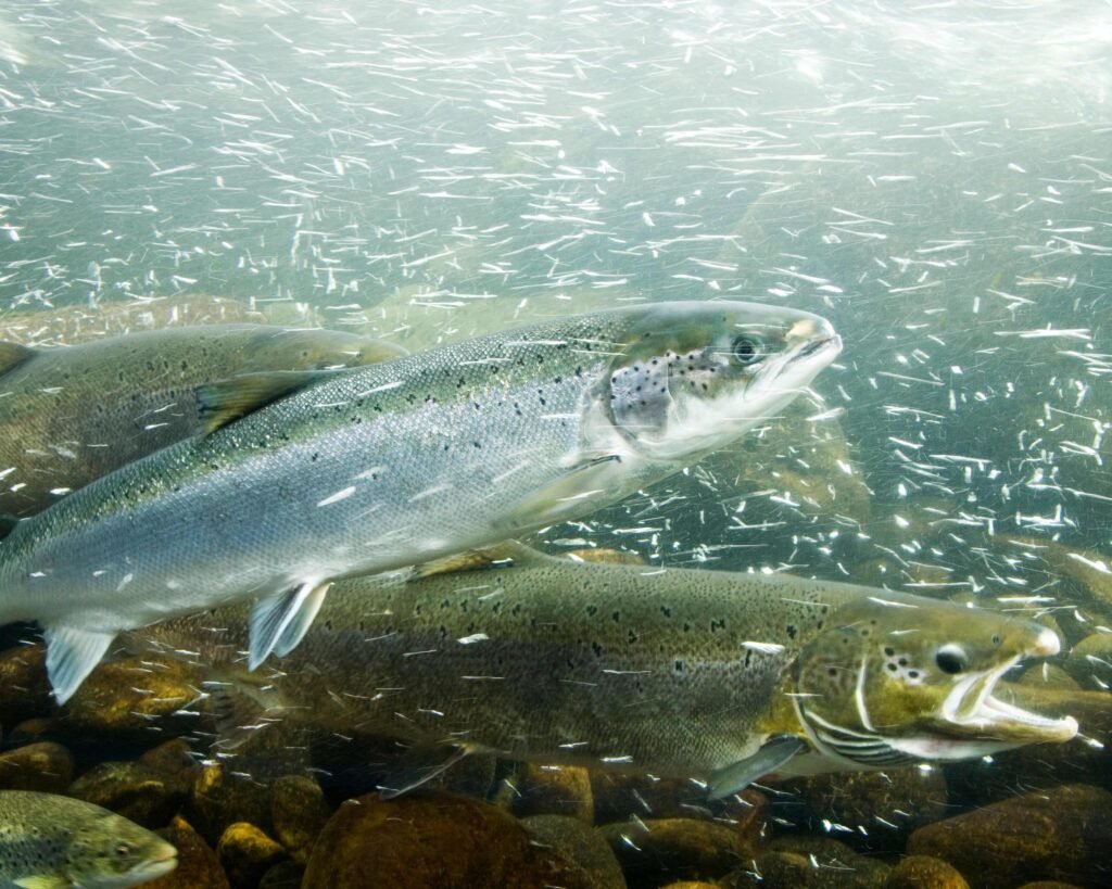 the substances can affect where the fish go, what they eat, and how vulnerable they are to predators