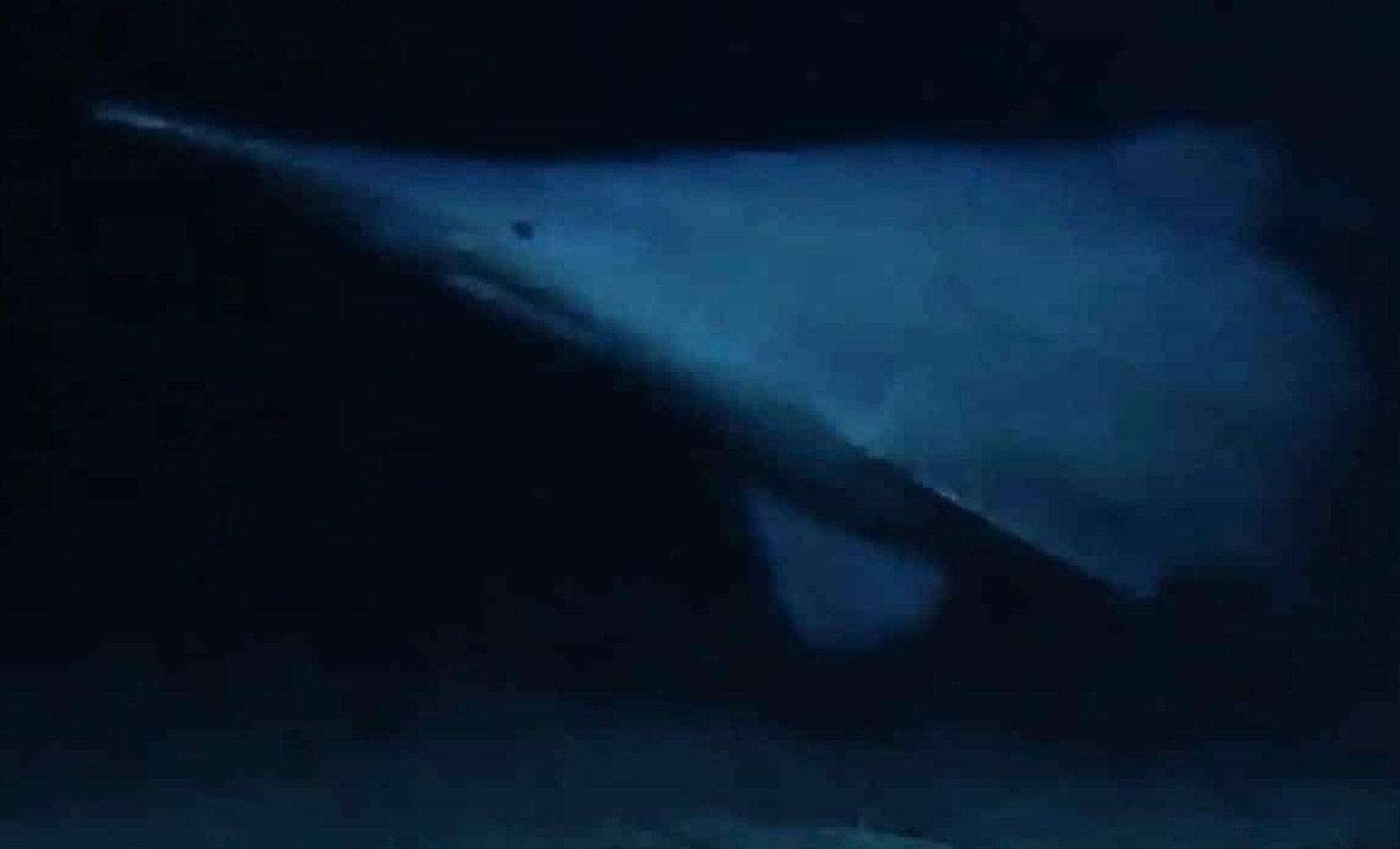 A Shark That Survived 125 Million Years Was Finally Filmed Alive Where It Actually Lives