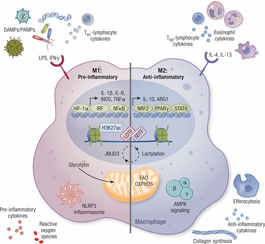 Extracellular cues from the environment polarize macrophages