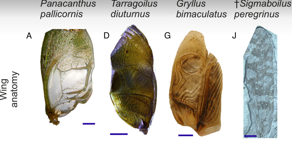 Validation of FEA models for extracting wing vibrations from fossilized wings, using living species as proof of concept.